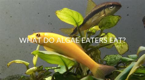 do betta fish eat algae|best algae eater for betta tanks.